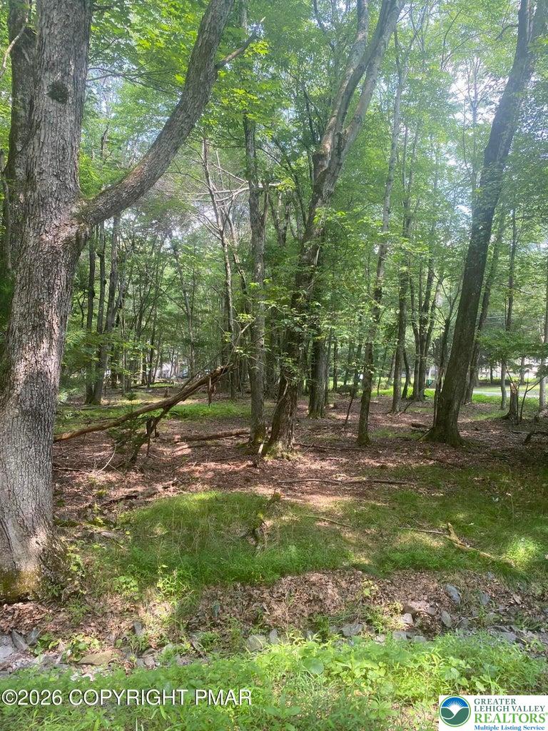 407 Pinetree Road Albrightsville, PA 18210 - Photo 3 of 18 a view of a yard with tree s