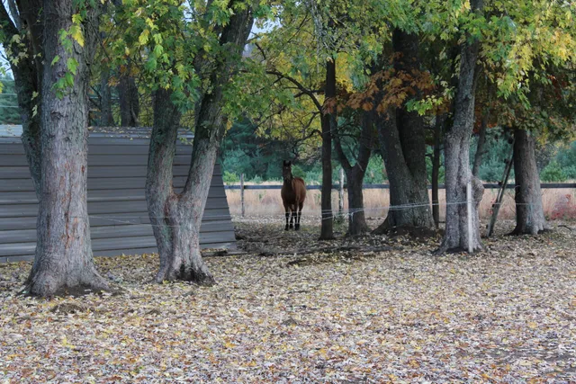 $150,000 | 15527 9 Mile Road, Kaleva, MI 49645