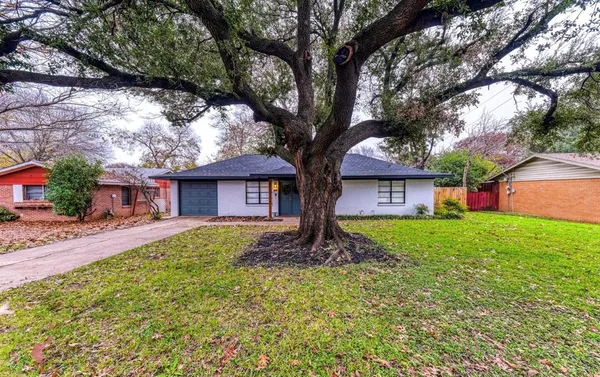 a large tree in middle of the garden