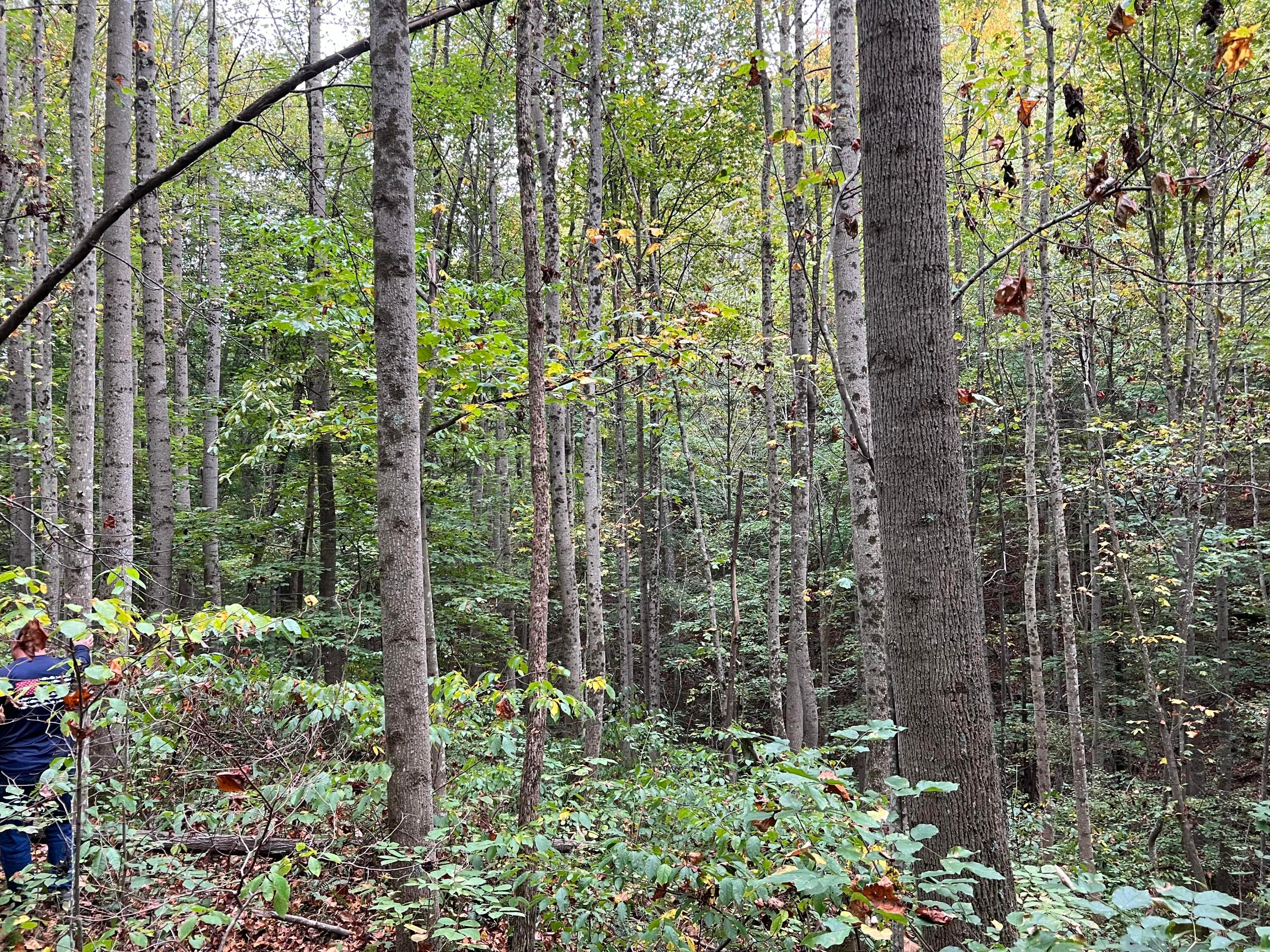 0 Election Road Laurelville, OH 43135 - Photo 21 of 33 ravine from woods road1