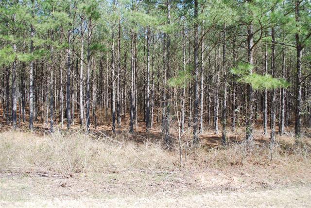 0 Cummings Road, Unit LOT1&2 Fort Valley, GA 31030 - Photo 1 of 1
