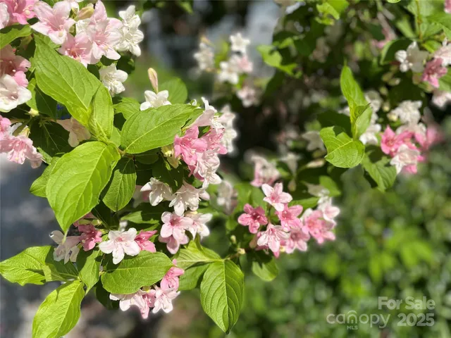 a view of a small tree