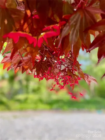 a backyard of a house with large trees and outdoor seating