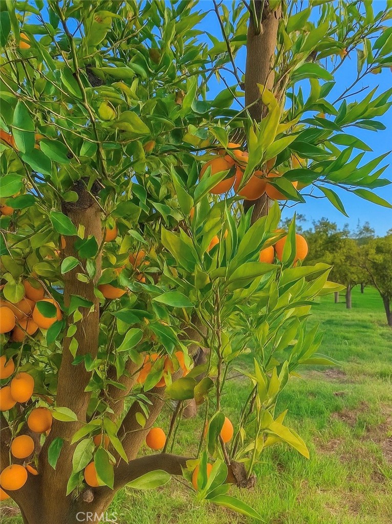 31030 Valley Center Road Valley Center, CA 92082 - Photo 14 of 20 a view of a tree
