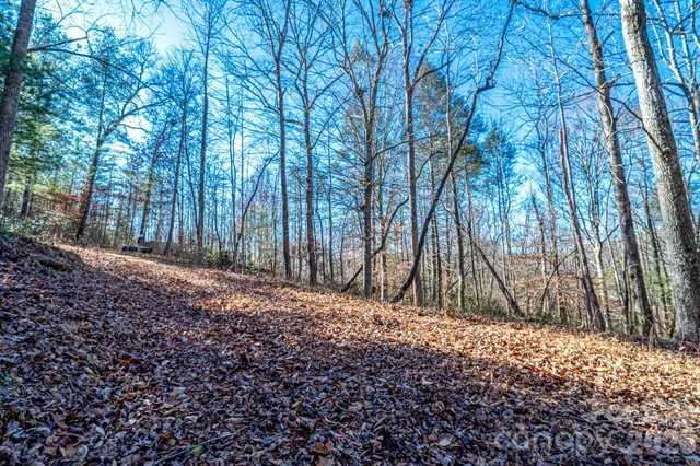 a view of a forest with a mountain