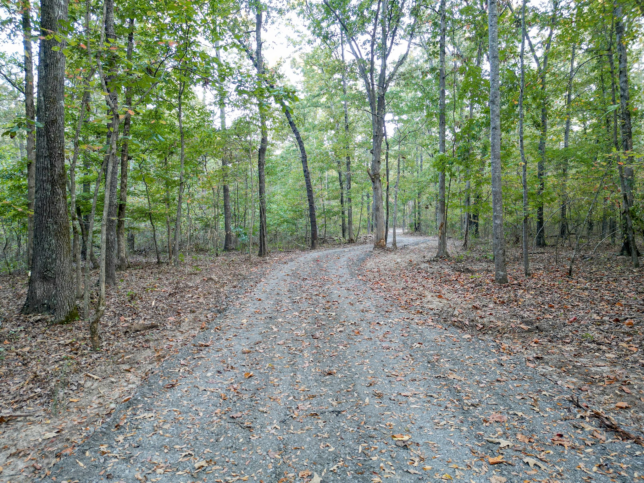 0 C C C Road Fairview, TN 37062 - Photo 11 of 35 a view of a forest with trees in the background