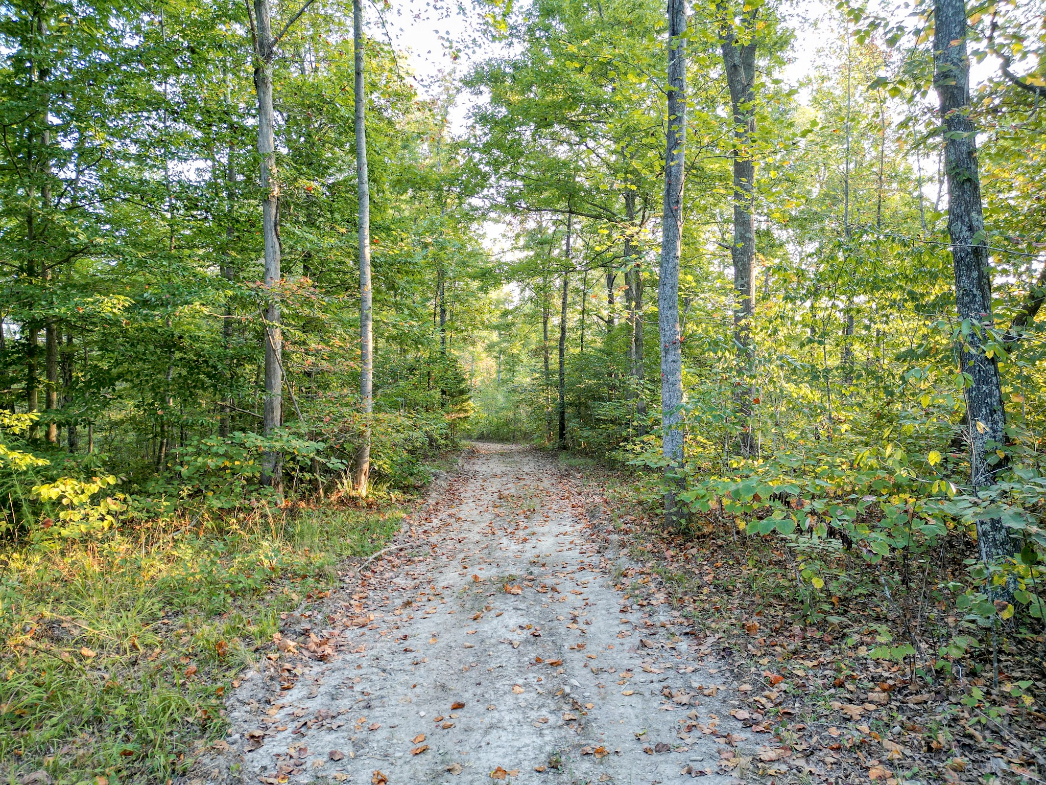 0 C C C Road Fairview, TN 37062 - Photo 16 of 35 a view of a forest with trees