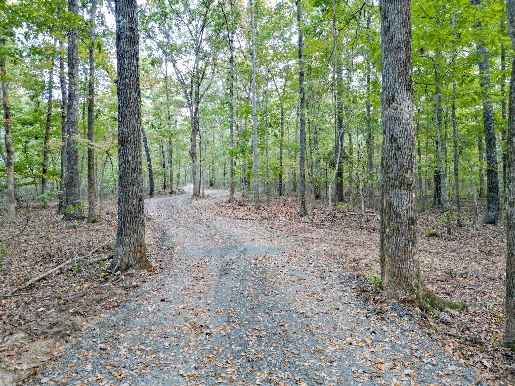 0 C C C Road Fairview, TN 37062 - Photo 19 of 35 a view of a forest with trees in the background