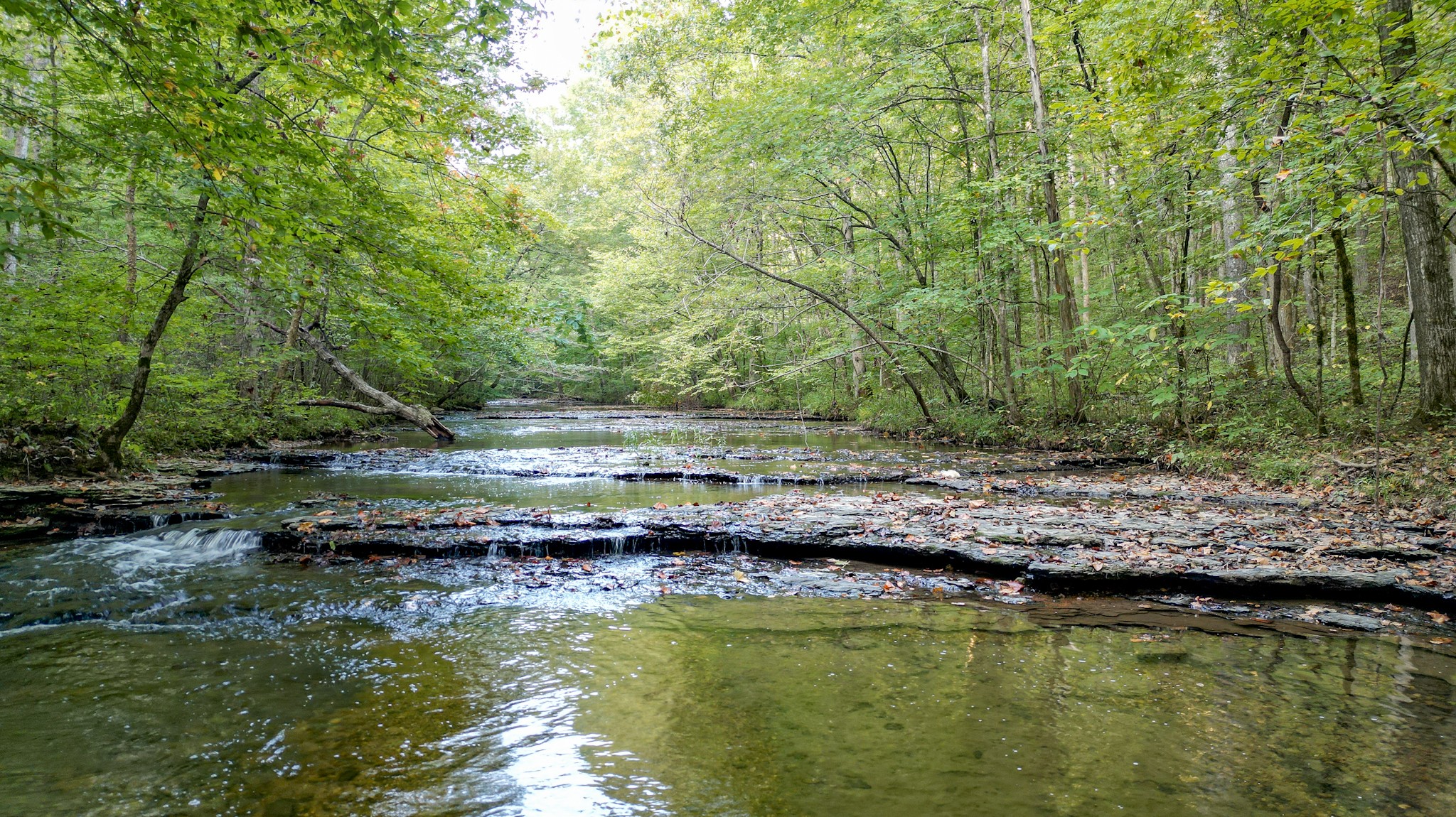 0 C C C Road Fairview, TN 37062 - Photo 20 of 35 a view of swimming pool with lawn chairs and large trees