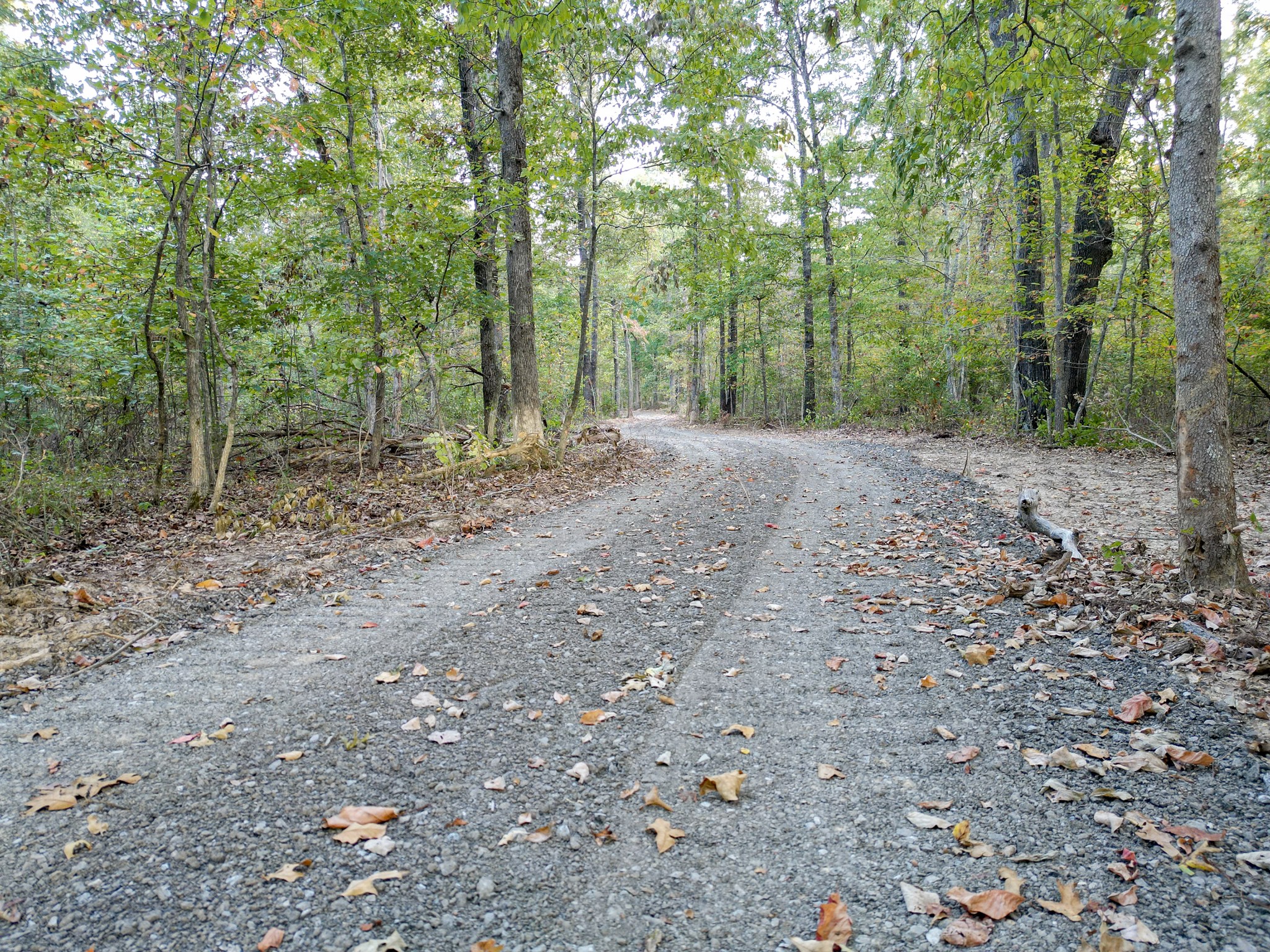 0 C C C Road Fairview, TN 37062 - Photo 27 of 35 a view of a forest with trees in the background
