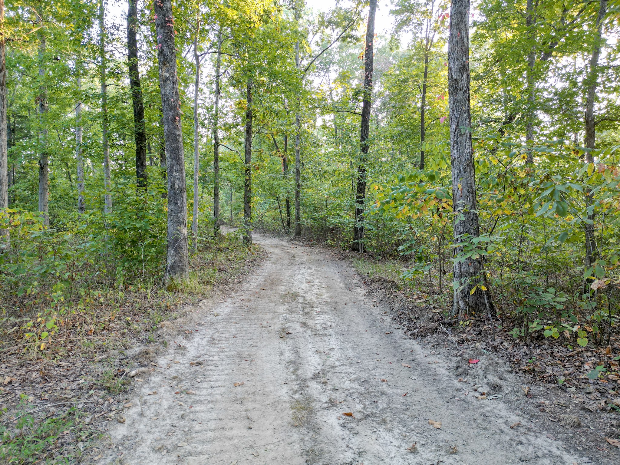 0 C C C Road Fairview, TN 37062 - Photo 34 of 35 a view of a forest with trees