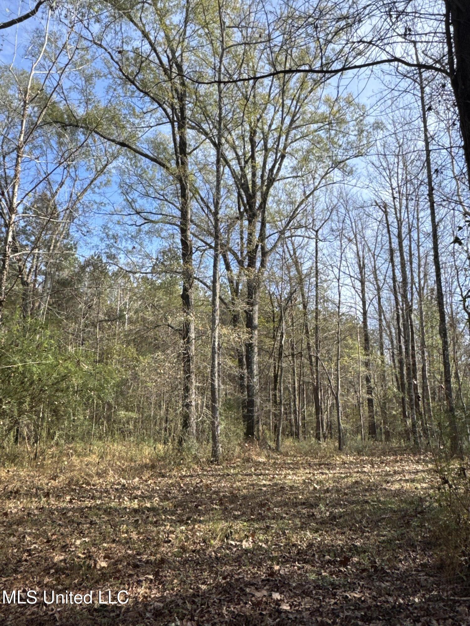 4 Whiddon Road Canton, MS 39046 - Photo 15 of 45 IMG_1615