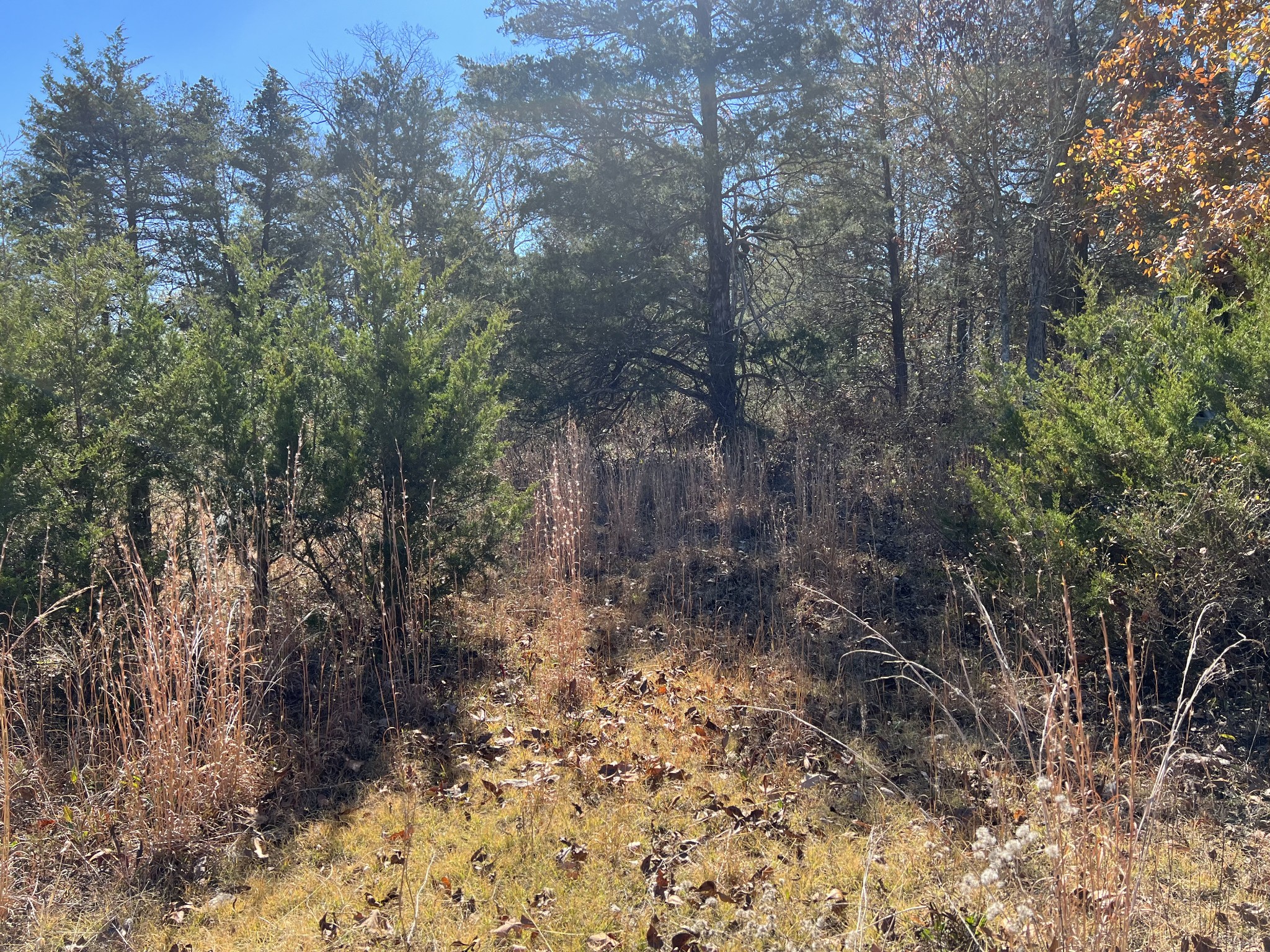 0 Rattlesnake Lodge Road Lewisburg, TN 37091 - Photo 11 of 31 Gallery Image 11