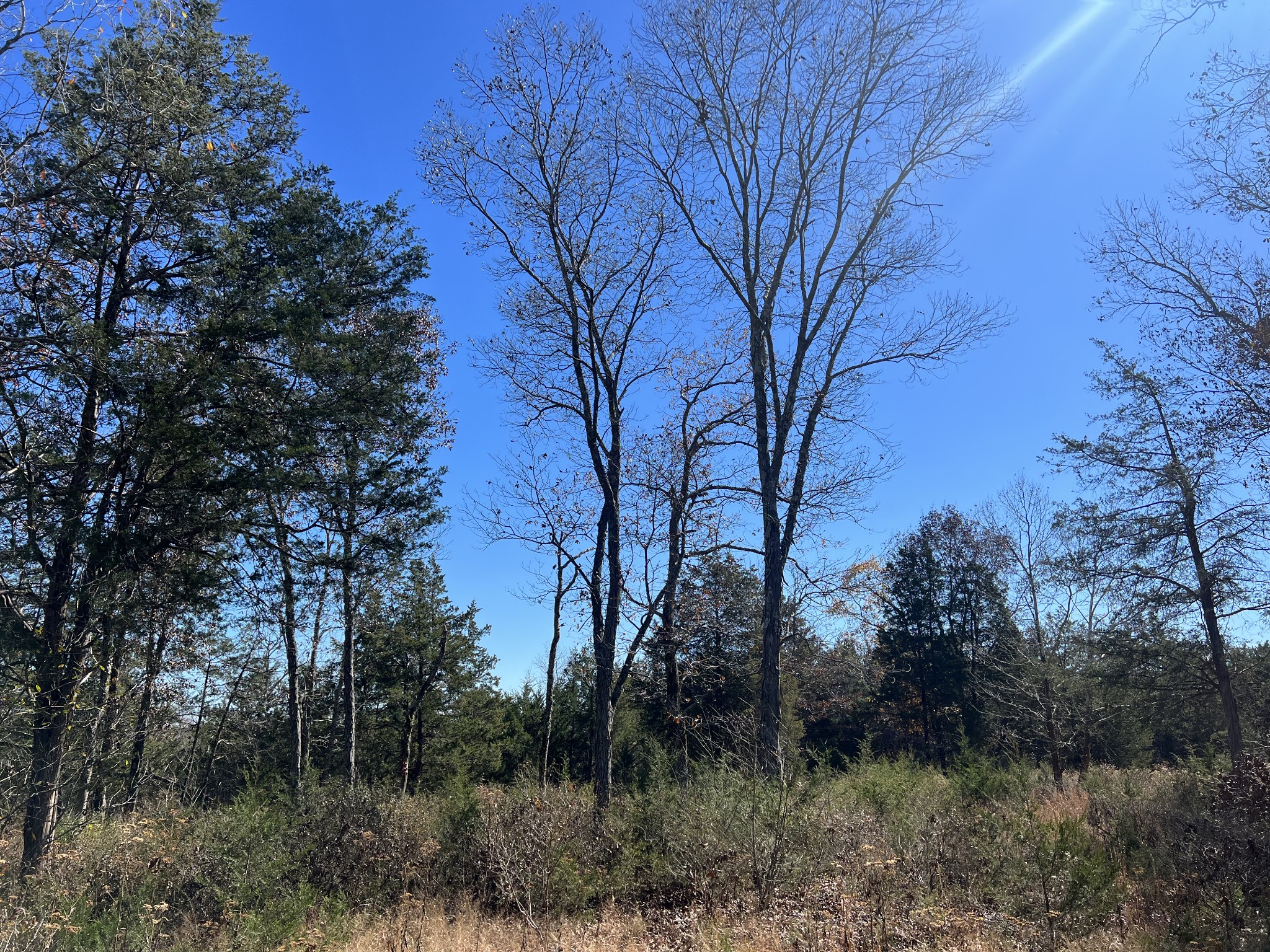 0 Rattlesnake Lodge Road Lewisburg, TN 37091 - Photo 16 of 31 Gallery Image 16