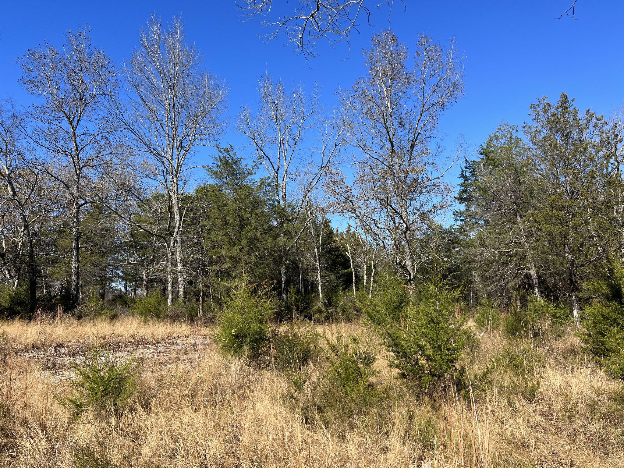 0 Rattlesnake Lodge Road Lewisburg, TN 37091 - Photo 17 of 31 Gallery Image 17