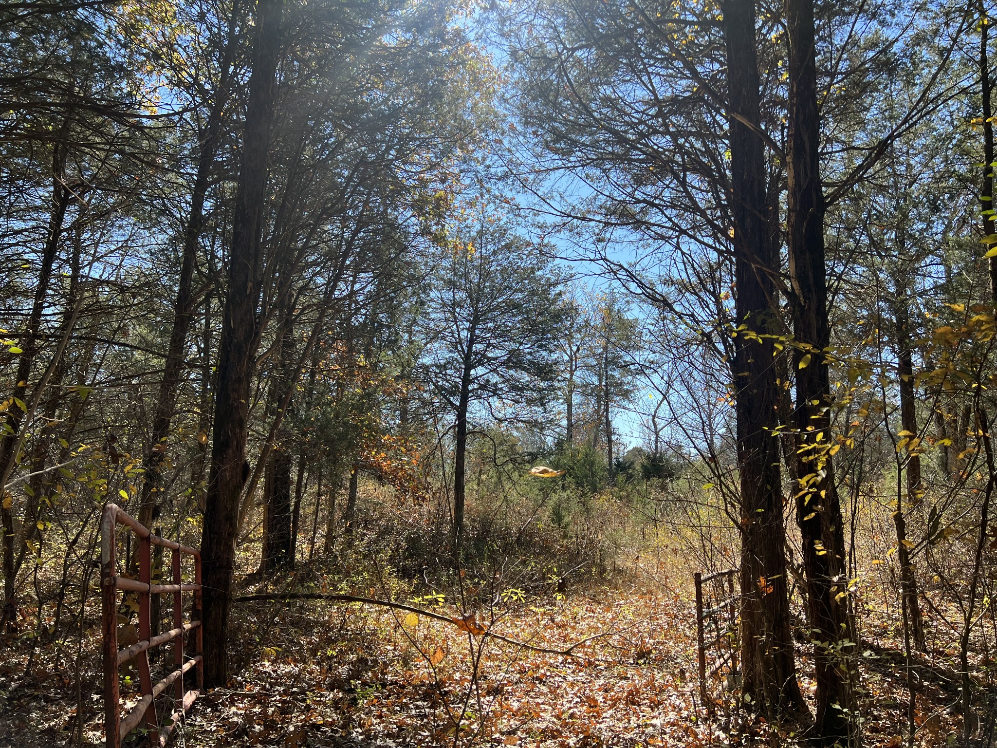 0 Rattlesnake Lodge Road Lewisburg, TN 37091 - Photo 18 of 31 Gallery Image 18