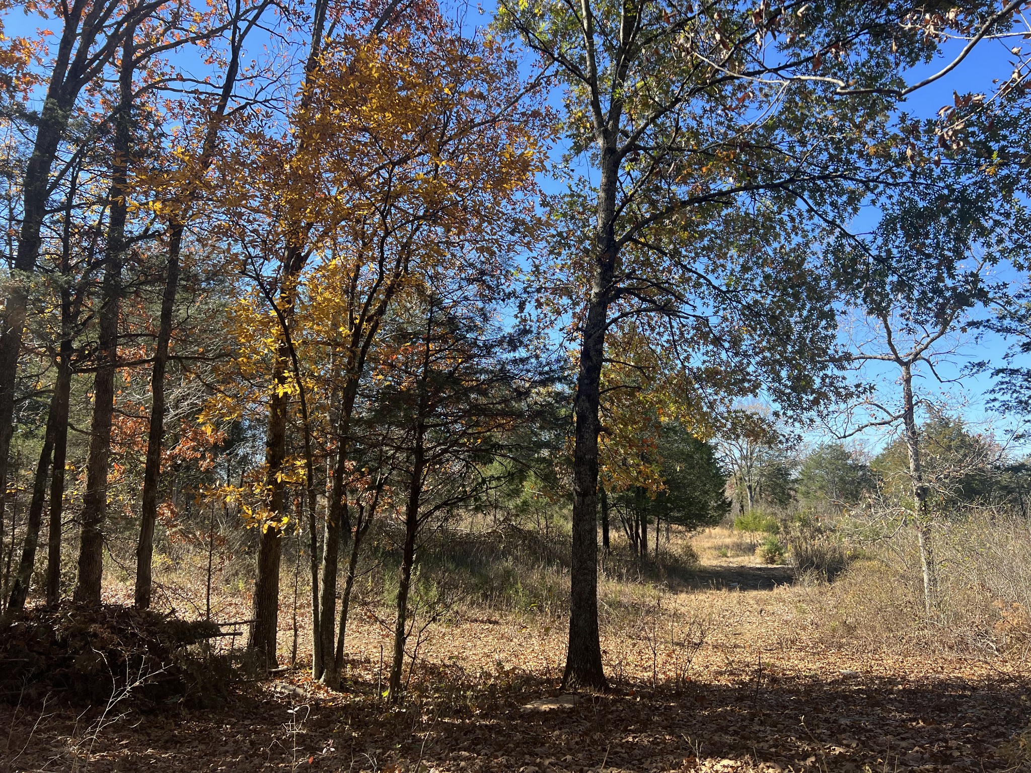 0 Rattlesnake Lodge Road Lewisburg, TN 37091 - Photo 5 of 31 Gallery Image 5
