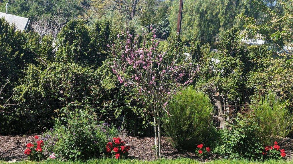 1107 Prospect Circle Vista, CA 92081 - Photo 39 of 52 a view of a flower in a yard