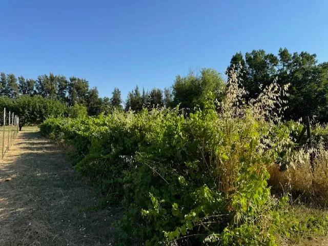 $745,000 | 17058 Road 57, Guinda, CA 95637