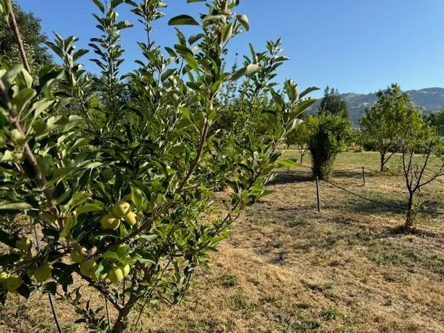 $745,000 | 17058 Road 57, Guinda, CA 95637