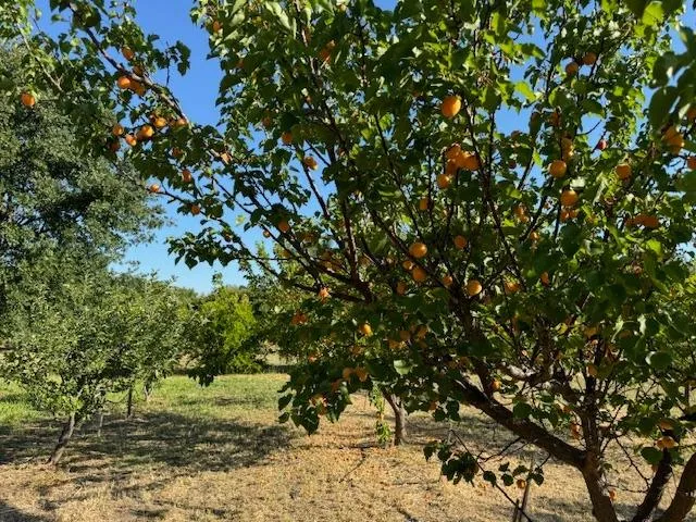 $745,000 | 17058 Road 57, Guinda, CA 95637