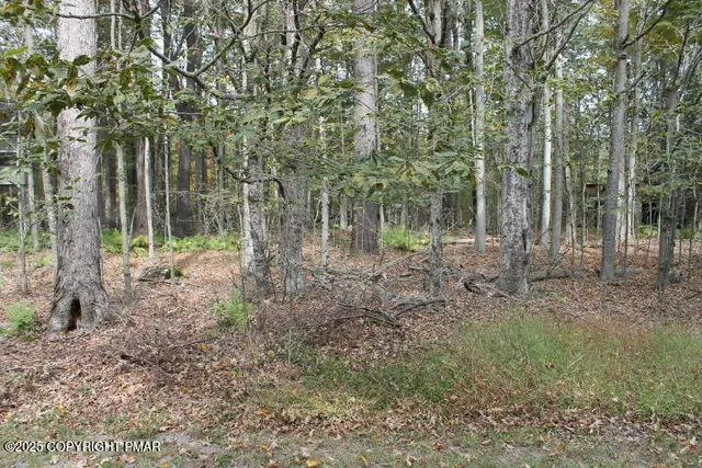 a view of a forest with trees in the background