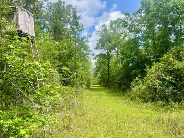 0 Jessie Stogner Road Sandy Hook, MS 39478 - Photo 3 of 37 Photo 3