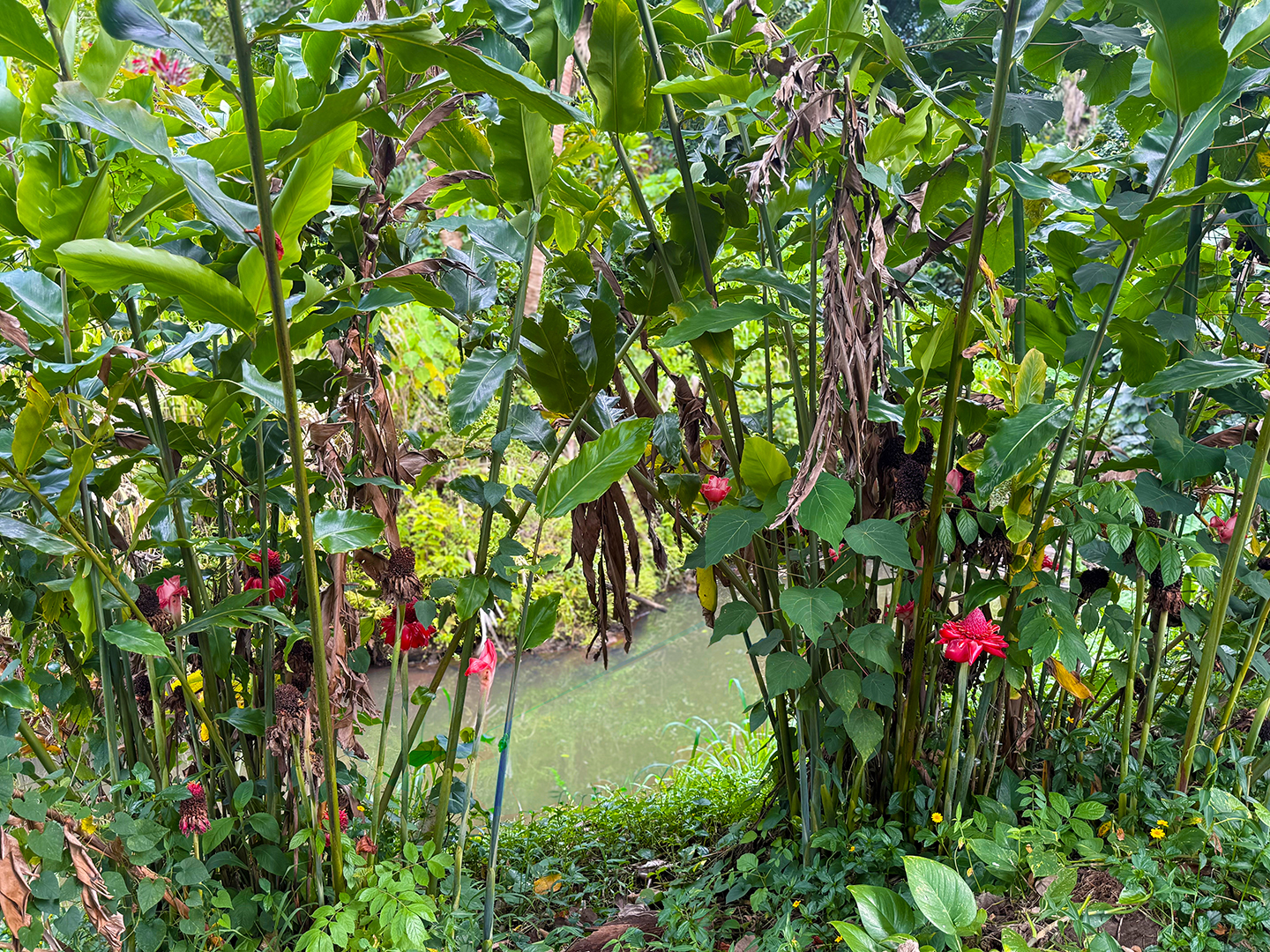 6546 D Kuamoo Road, Unit 5 Kapaa, HI 96746 - Photo 8 of 8