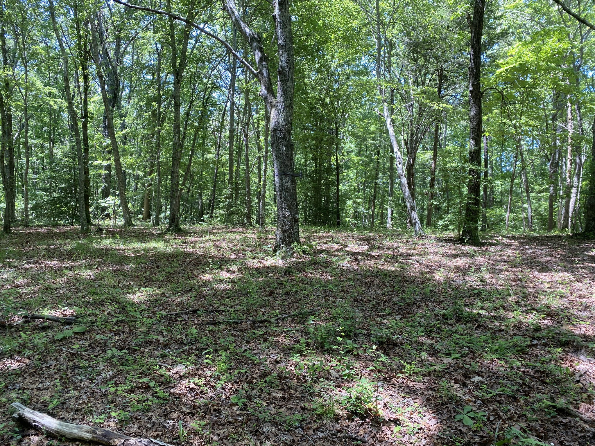 118 Cherokee Road Spencer, TN 38585 - Photo 54 of 85 a view of outdoor space with trees all around