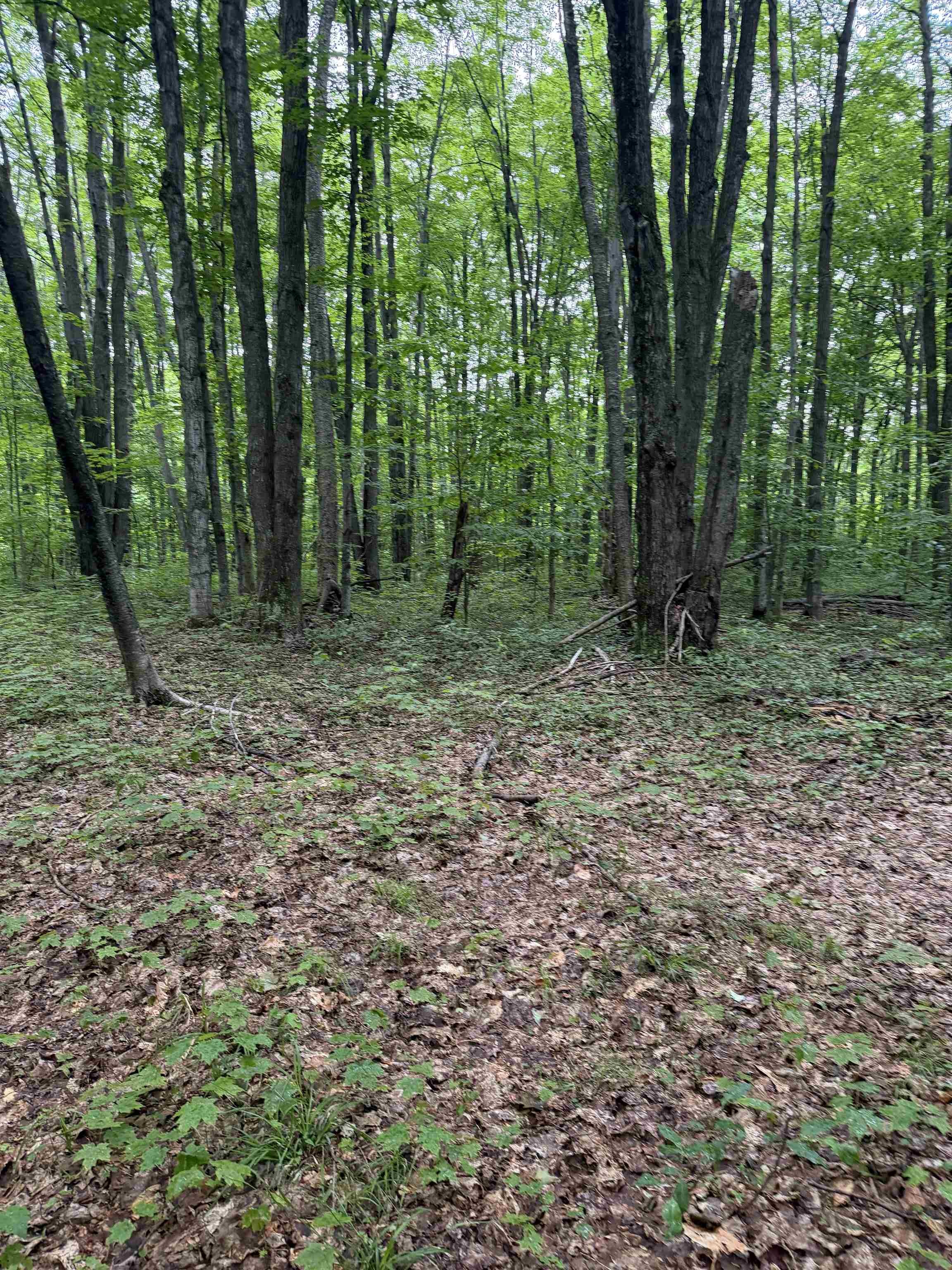 Tbd Mancelona Road Mancelona, MI 49659 - Photo 19 of 22
