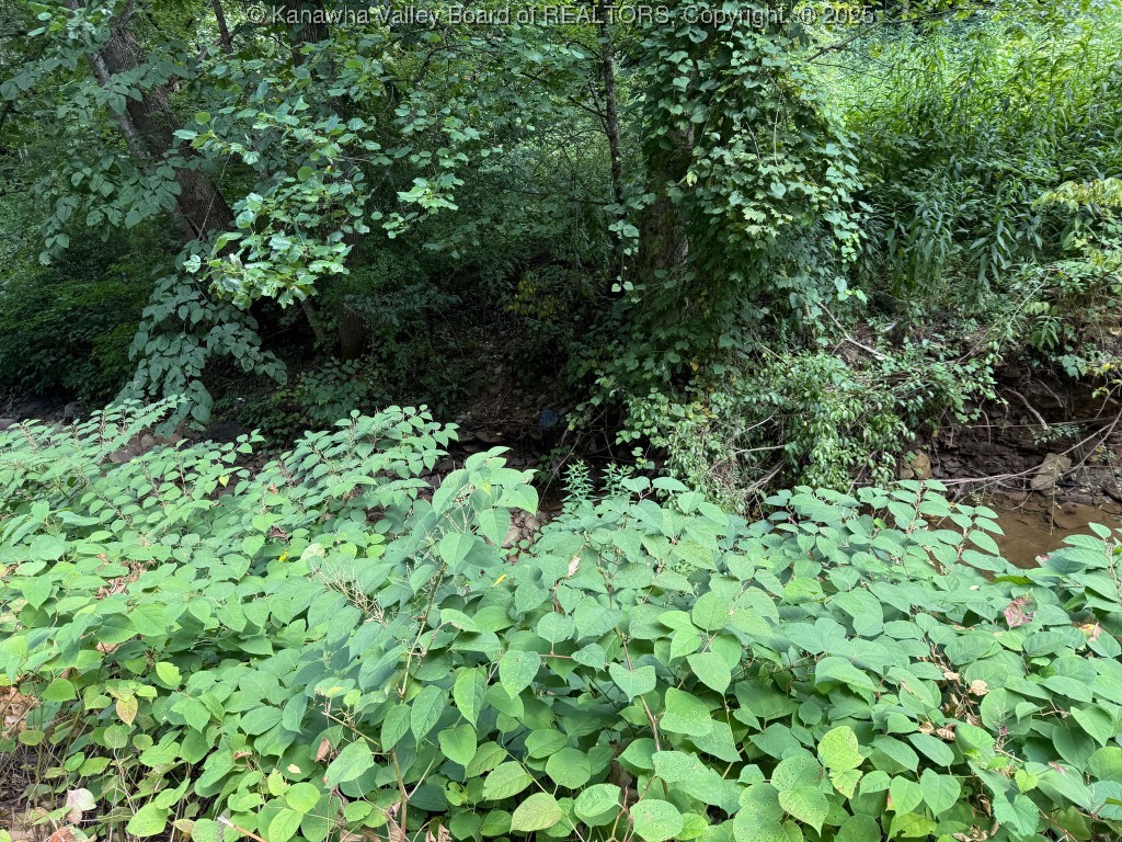 0 Trap Fork Road Panther, WV 24872 - Photo 16 of 18 Gallery Image 16