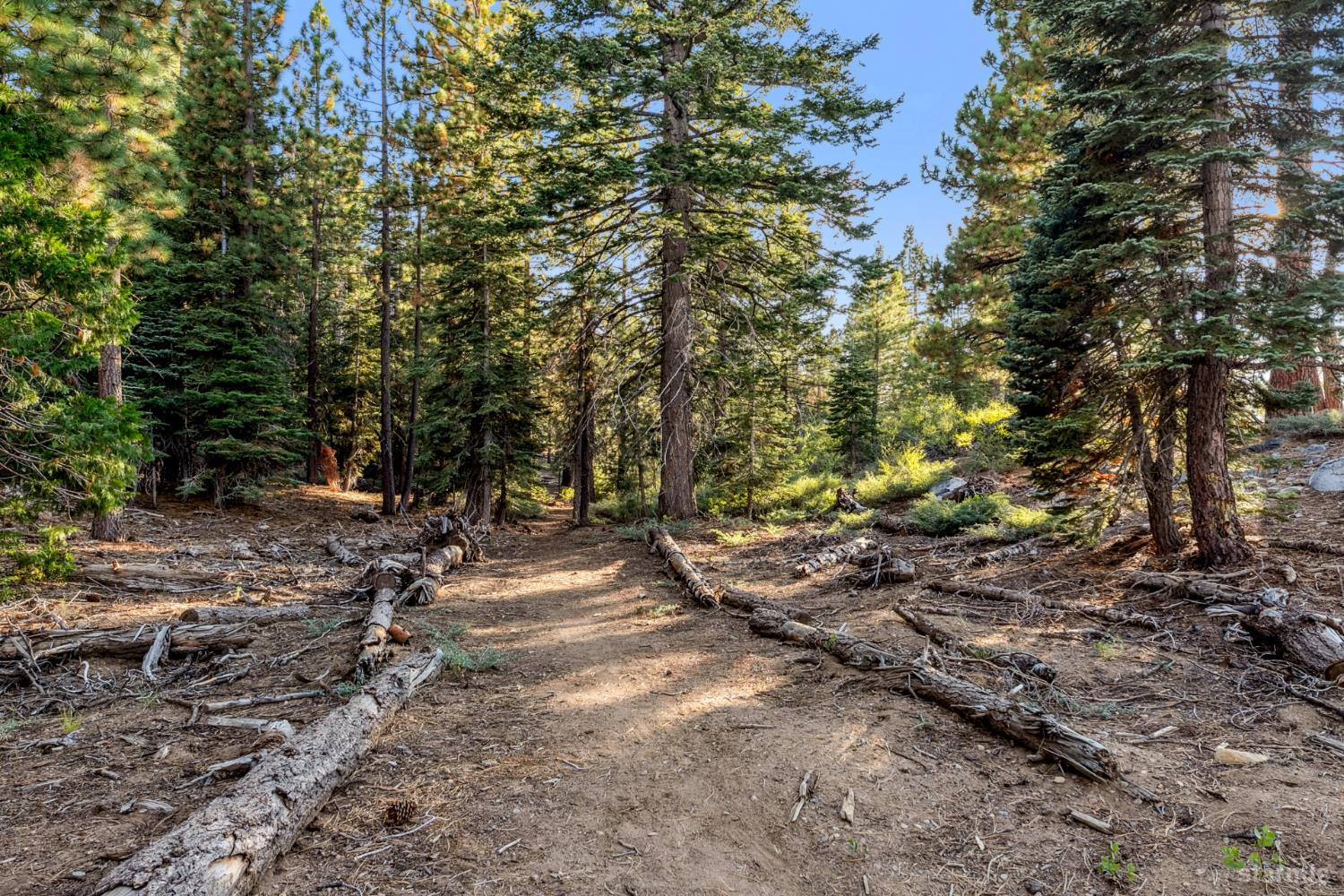 350 Glenmore Way South Lake Tahoe, CA 96150 - Photo 11 of 37 a view of a forest with trees