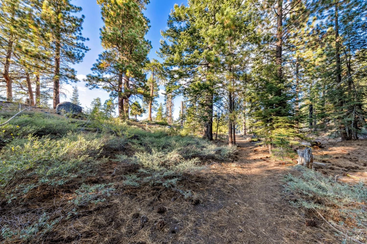 350 Glenmore Way South Lake Tahoe, CA 96150 - Photo 13 of 37 a view of a forest with trees