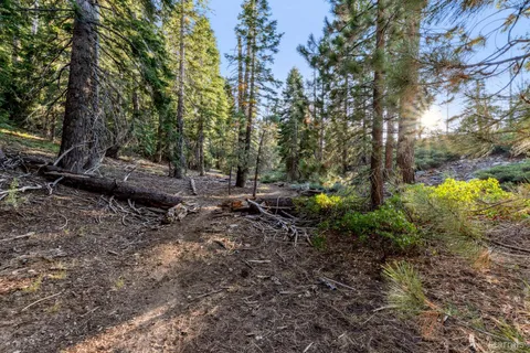 a view of a forest with trees in the background