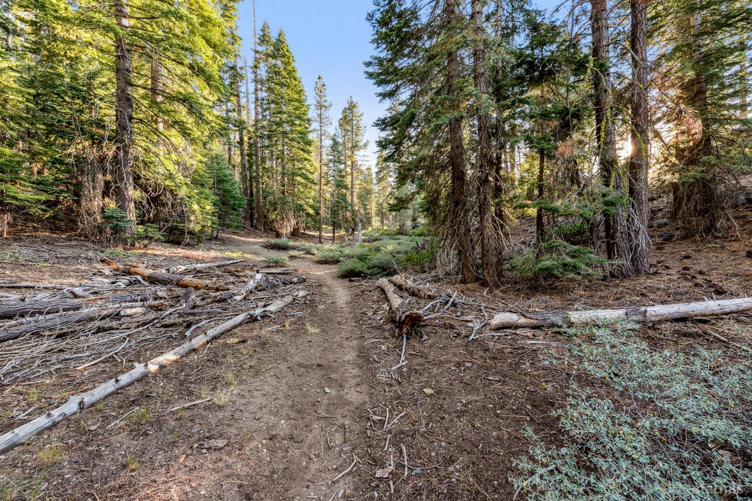 350 Glenmore Way South Lake Tahoe, CA 96150 - Photo 15 of 37 a view of a forest with trees in the background