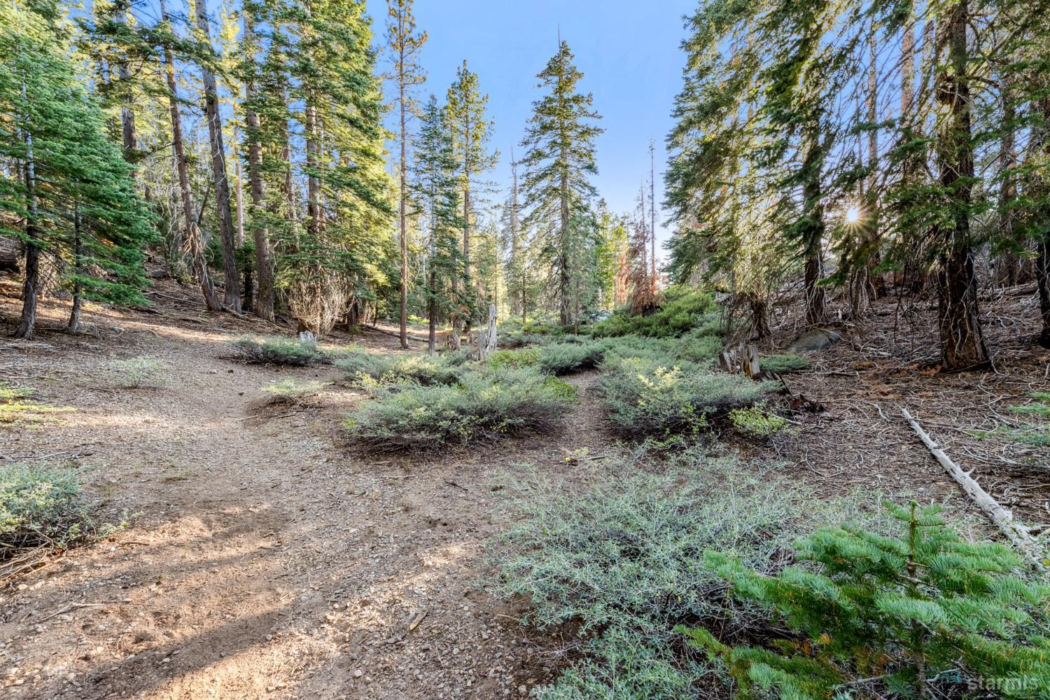 350 Glenmore Way South Lake Tahoe, CA 96150 - Photo 16 of 37 a view of a forest with trees