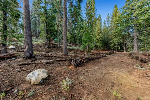a view of a tree with plants and a trees in the background