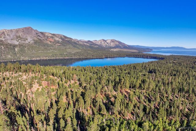 a view of a forest with a mountain