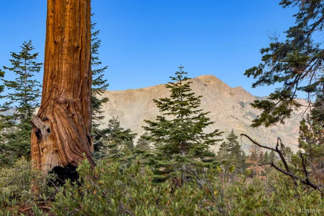 a view of a tree with a tree in front of it