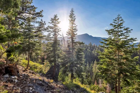 a view of a tree in a yard