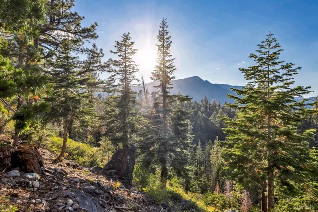 a view of a tree in a yard
