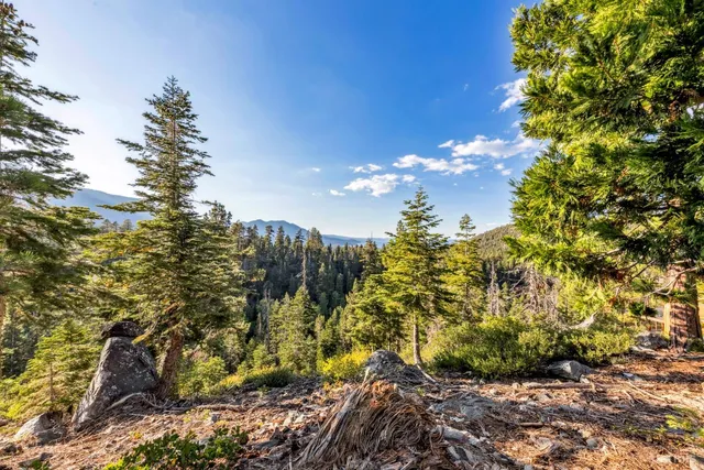 a view of a garden with a tree