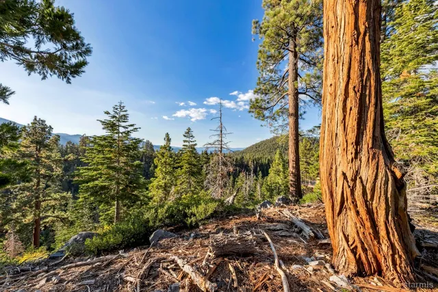 a view of a forest with trees