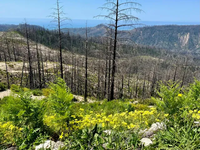 a view of a tree in front of a house