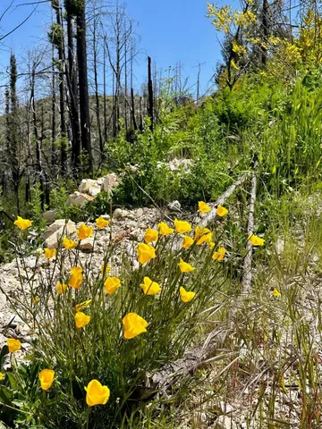 $199,000 | 0 South Pine Mountain Road, Davenport, CA 95017