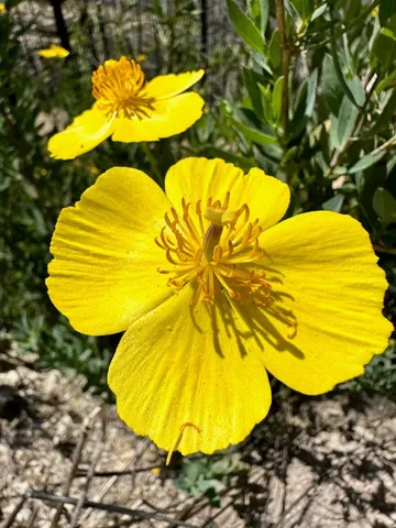 a view of a yard with large trees