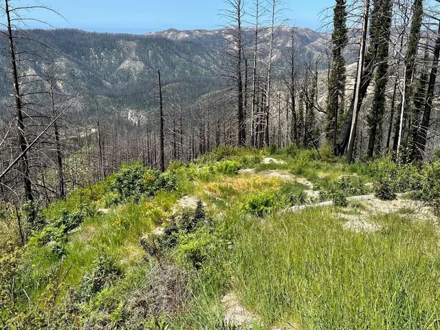 a view of a yard with plants and trees
