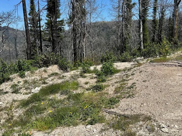 a view of a dry yard with lots of green space