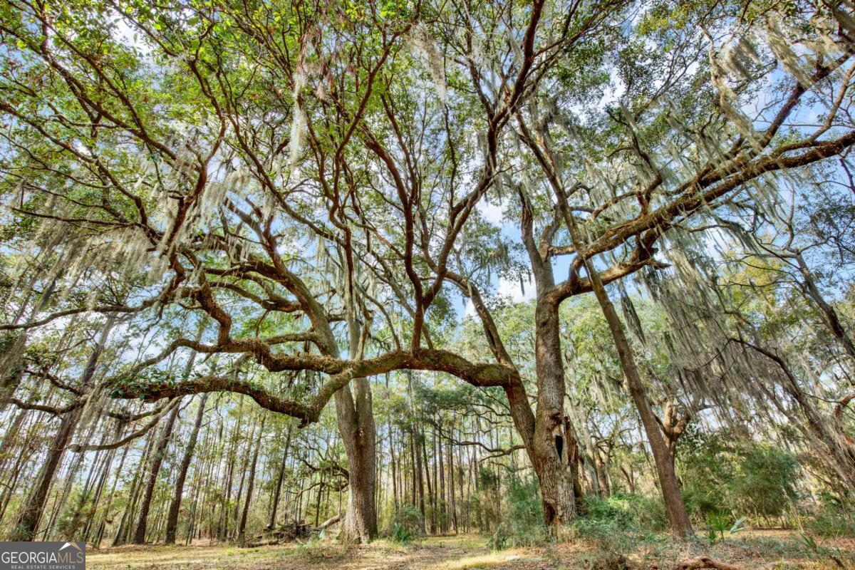 181-199 Burton Road Savannah, GA 31405 - Photo 21 of 34 a view of tree next to a yard