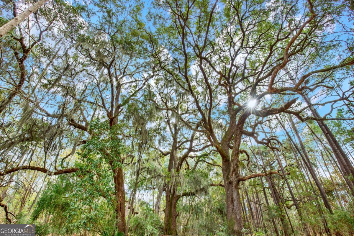 181-199 Burton Road Savannah, GA 31405 - Photo 3 of 34 a picture of tree